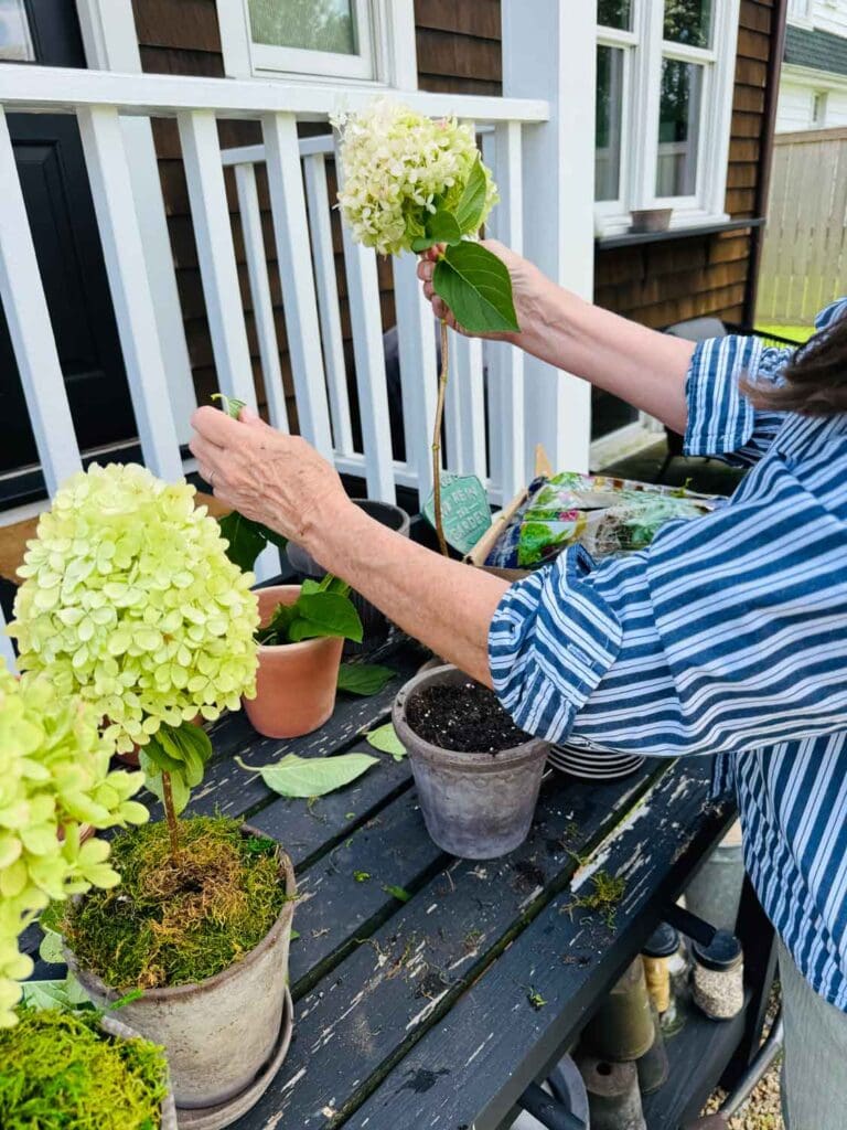 Preaparing pots for amking hydrangea topiaires. 