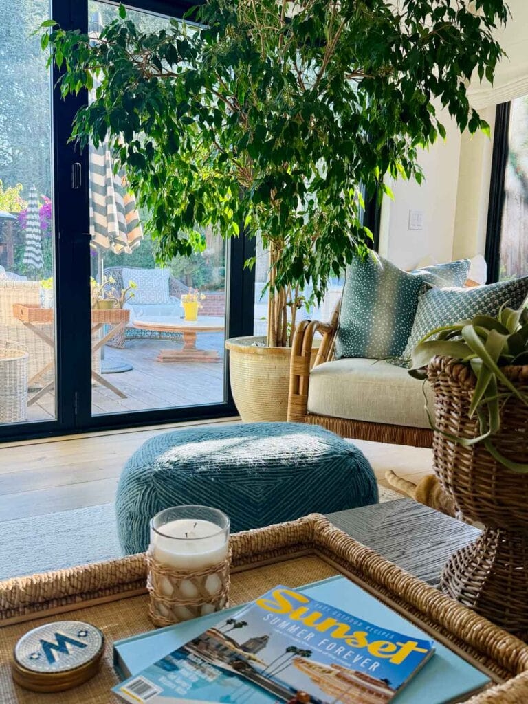 large ficus plant in a room with a chair, pillow, Sunset magazine on a rattan tray,