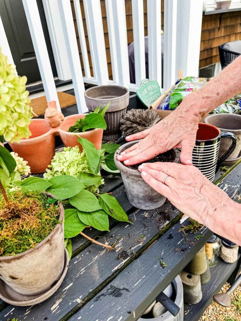 Preaparing pots for amking hydrangea topiaires. 