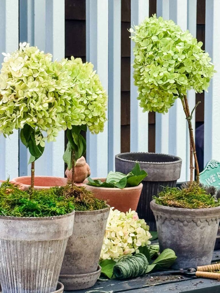 Hydrangea topiaries in Bergs pottery on potting bench.
