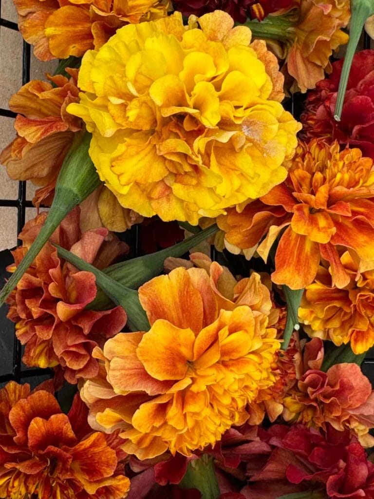 Colorful marigold flowers. 
