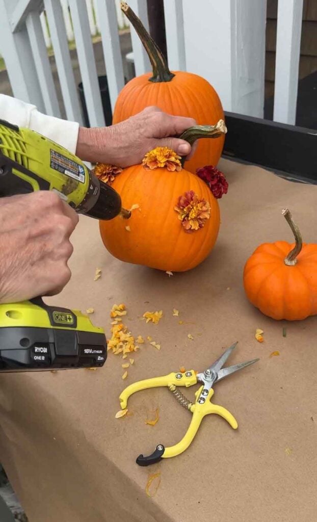 Drilling holes into a pumpkin to make a polka-dot marigild pumpkin.