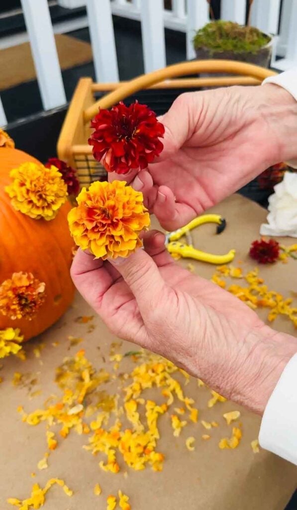 Two colors of marigolds. 